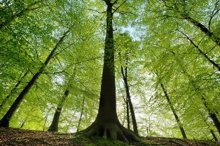 Le bois - Quelle essence choisir - Foret d'arbre